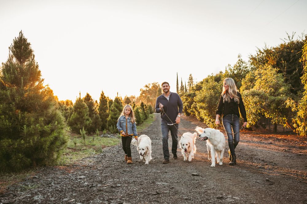 Booking a christmas tree farm session for the holidays in the inland empire ca