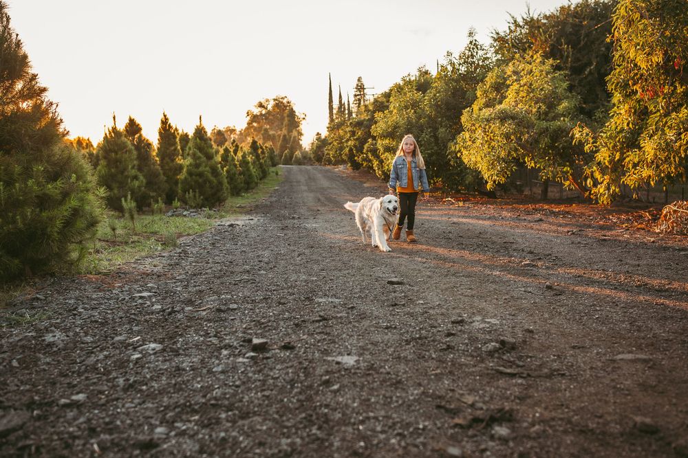 Person walking with a white dog on a rural dirt path lined with trees at golden hour sunset.