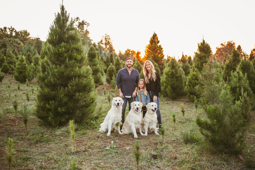 Family with two golden retrievers posing among Christmas trees at sunset on a tree farm.
