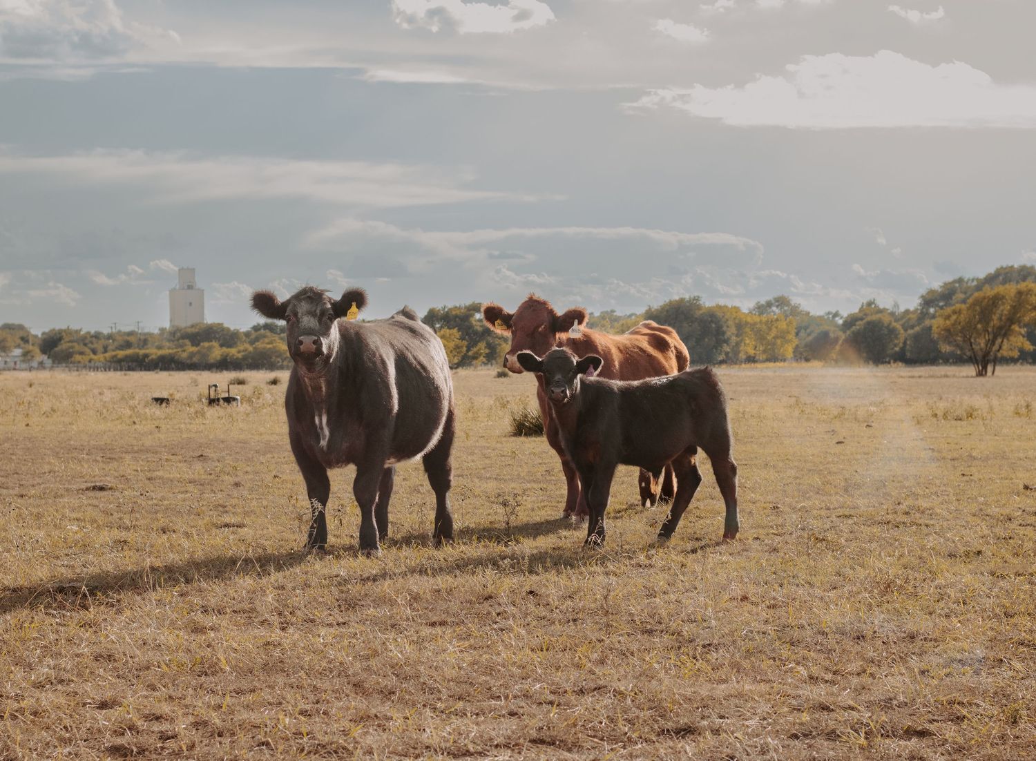 Three cattle standing in a dry grassy field under a cloudy sky on a farm.