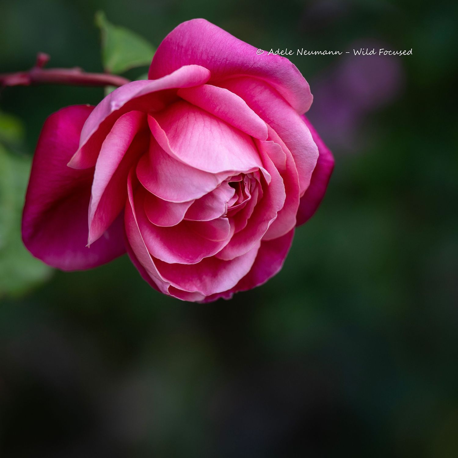A vibrant pink rose in full bloom with layered petals, set against a soft dark green bokeh background.