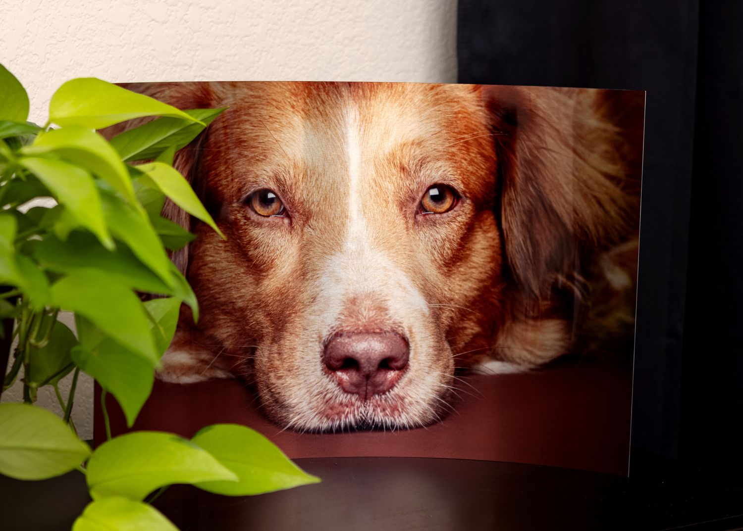 Close-up photo of a brown and white dog resting with its head down, displayed as a curved metal print.