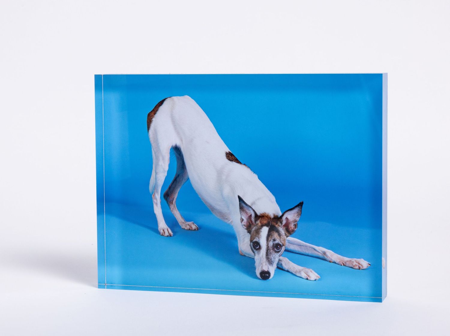 A whippet dog in a play bow pose on a blue background, displayed as an acrylic block