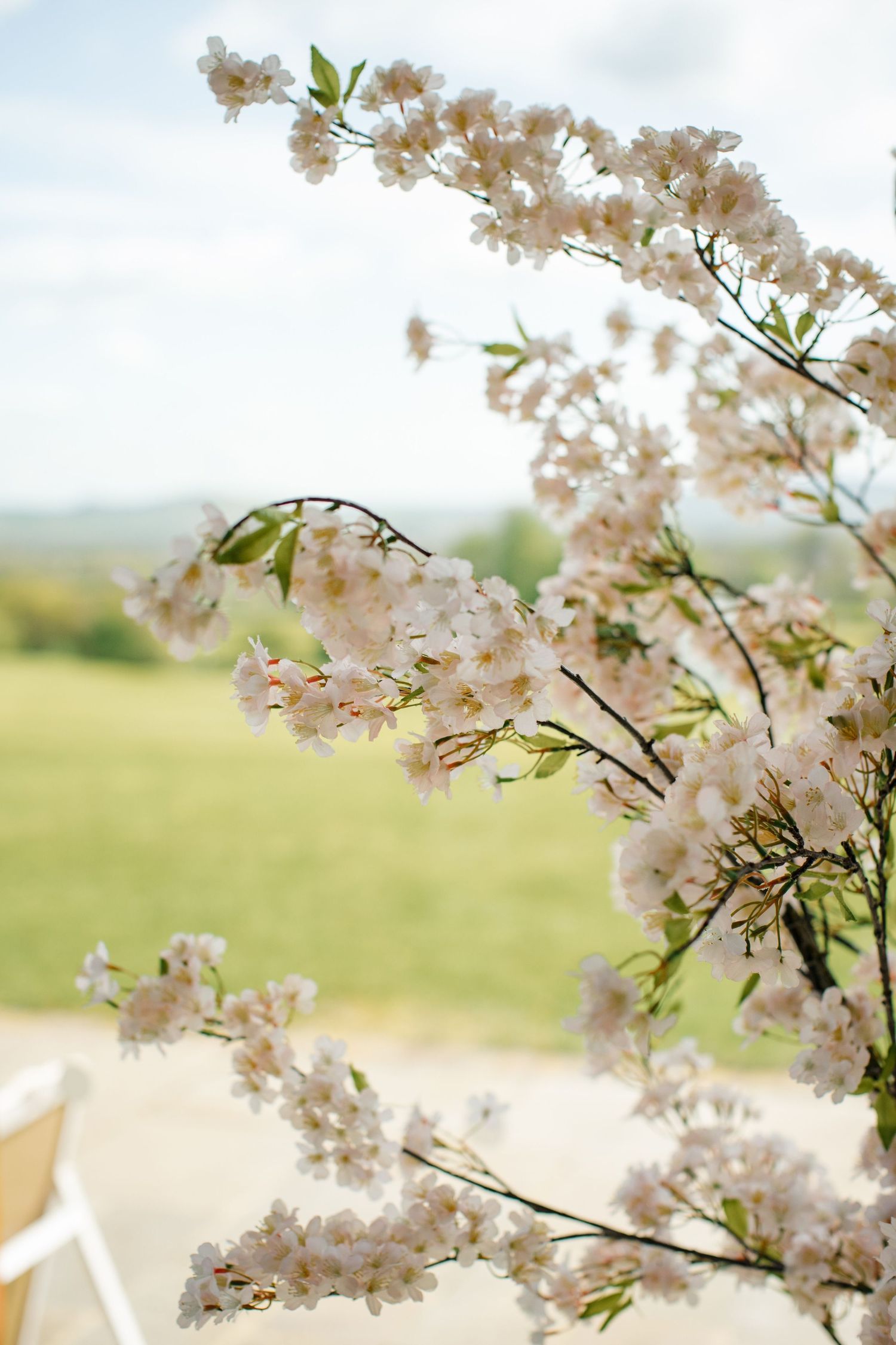 Delicate white cherry blossom branches in full bloom with a soft green countryside landscape in the background.