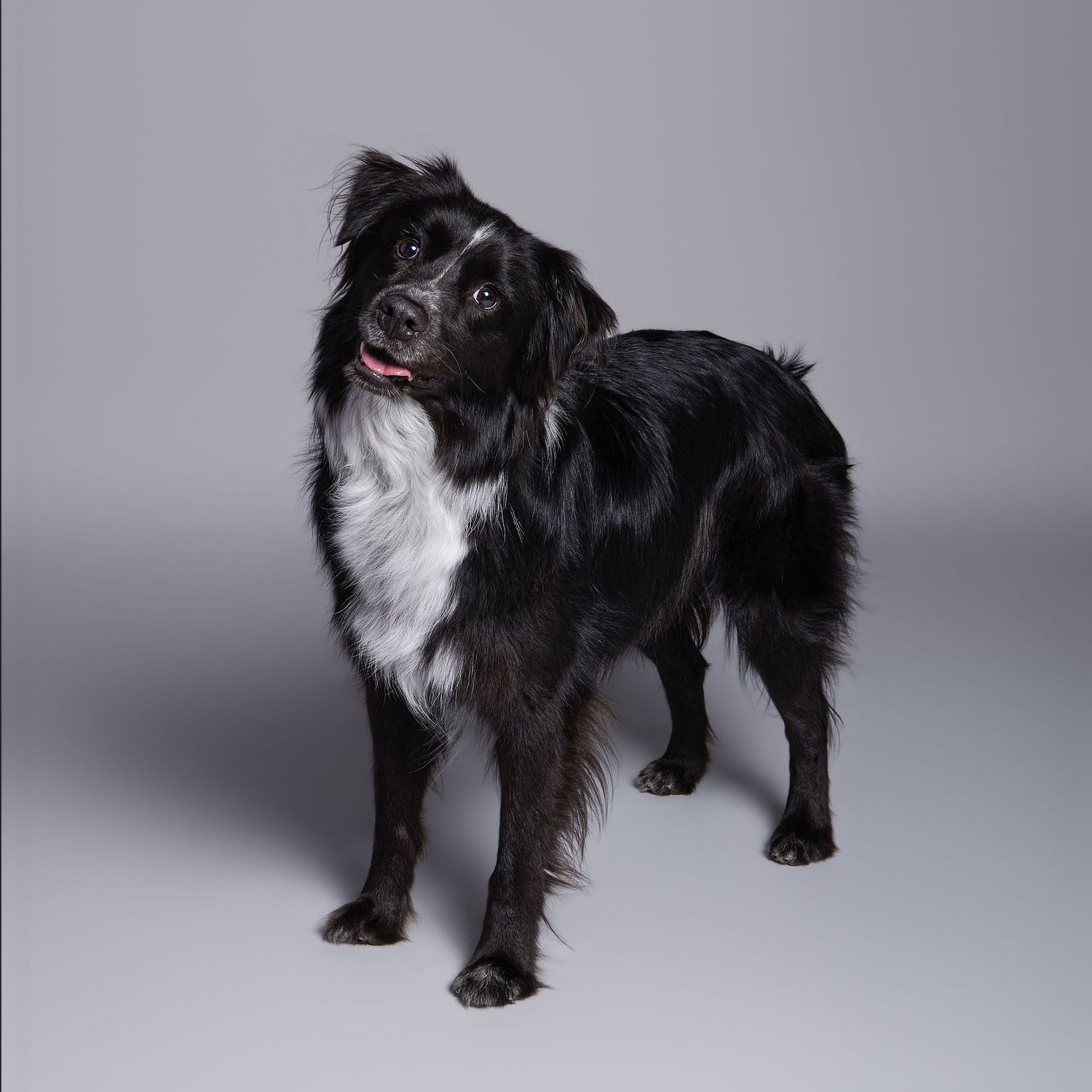 Black and white medium-sized dog standing alert against a gray studio background, showing a fluffy coat and friendly expression.
