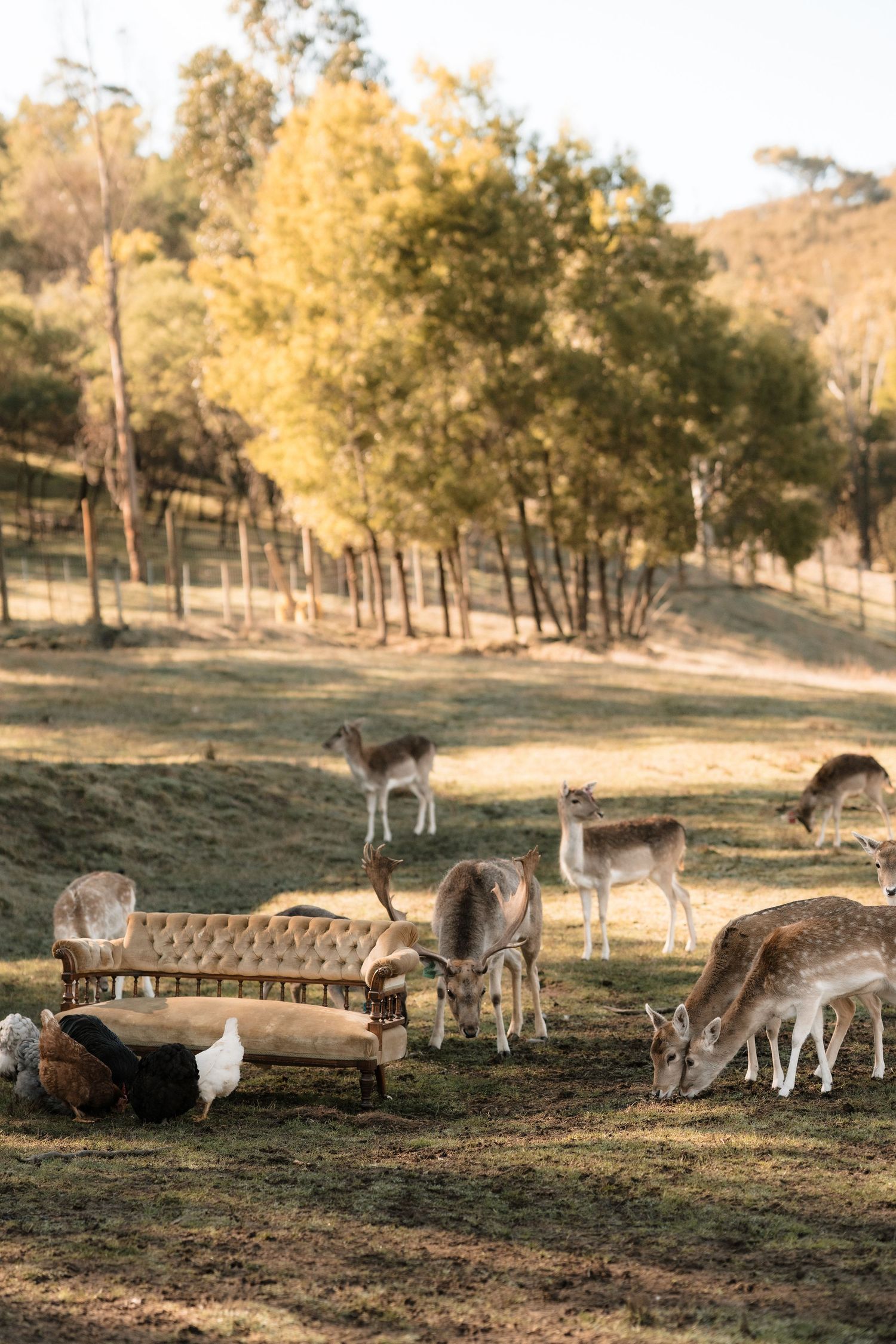A group of kangaroos grazing together in a grassy field during golden hour with trees in the background.