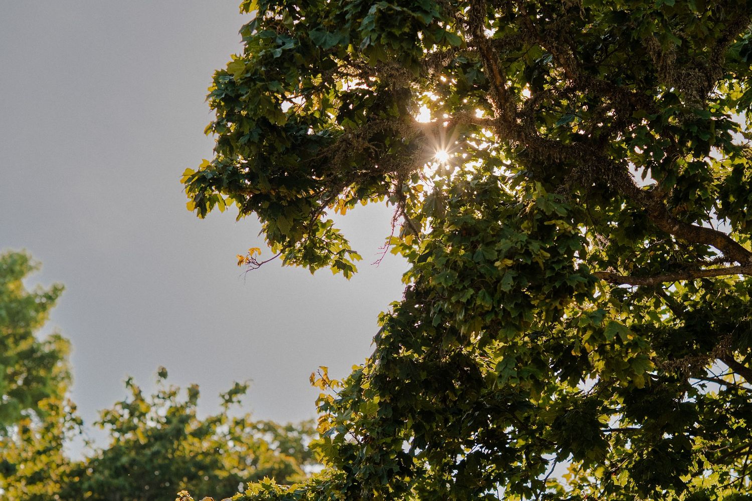 pilguse
pulm
suvi
saaremaa
masha bakhtina