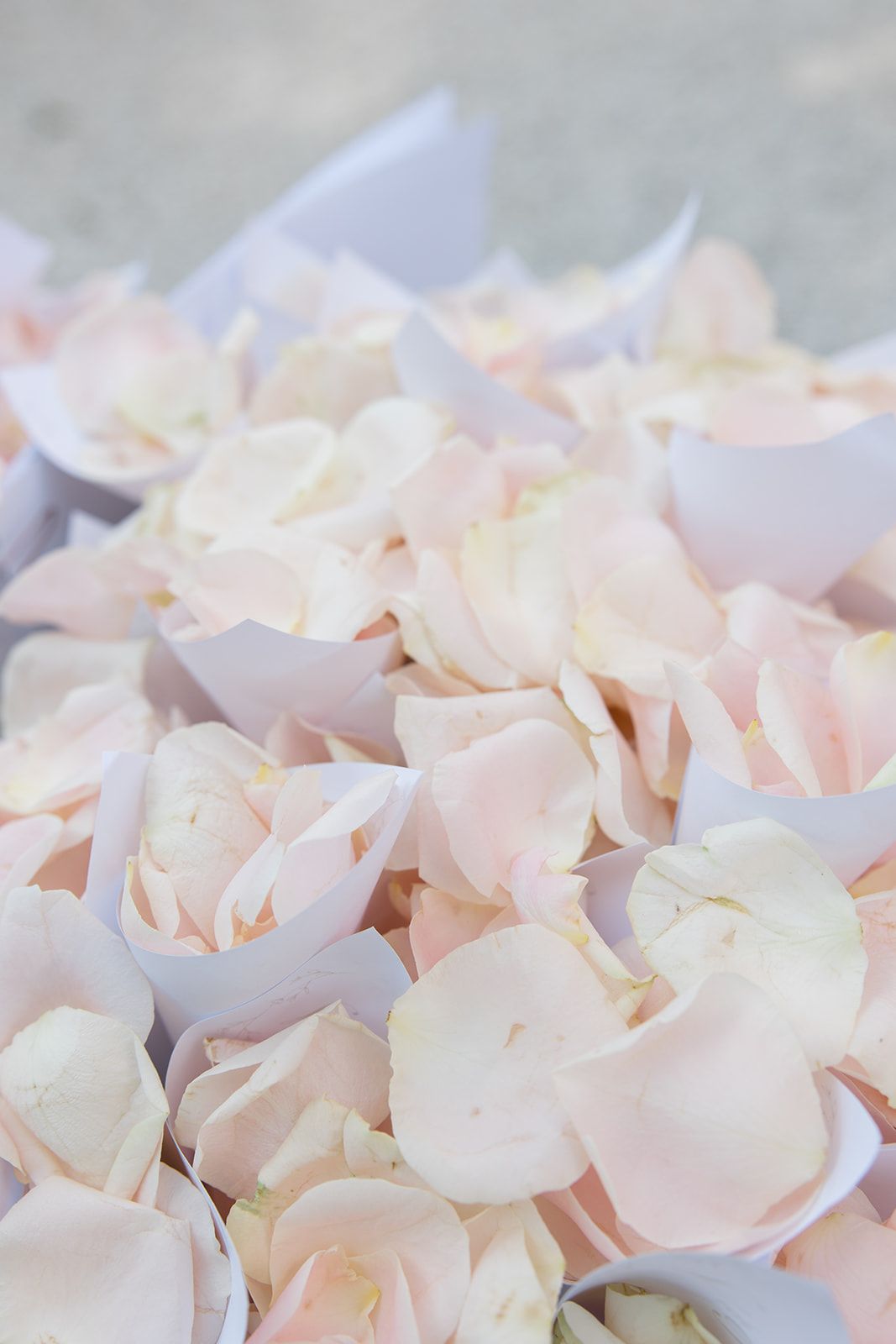 Delicate pale pink rose petals scattered in a soft, romantic arrangement creating an ethereal background texture.