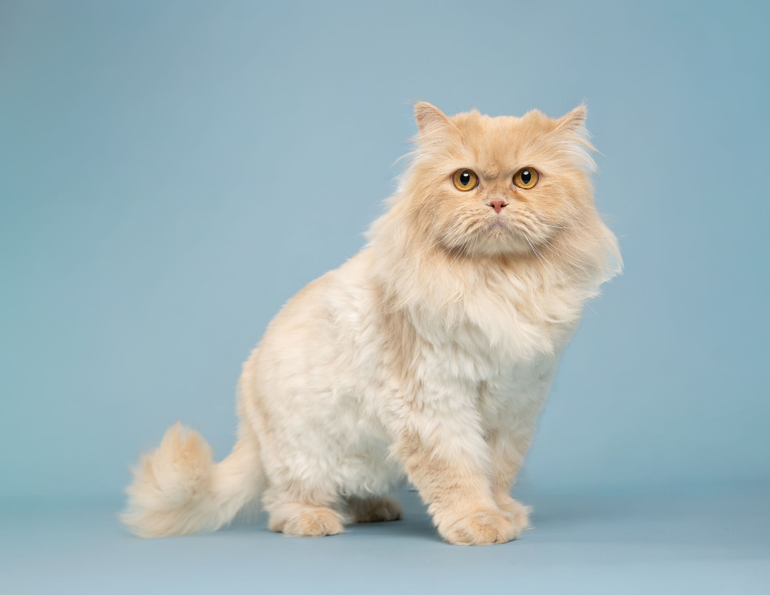 A long-haired white cat is seated in front of a blue background