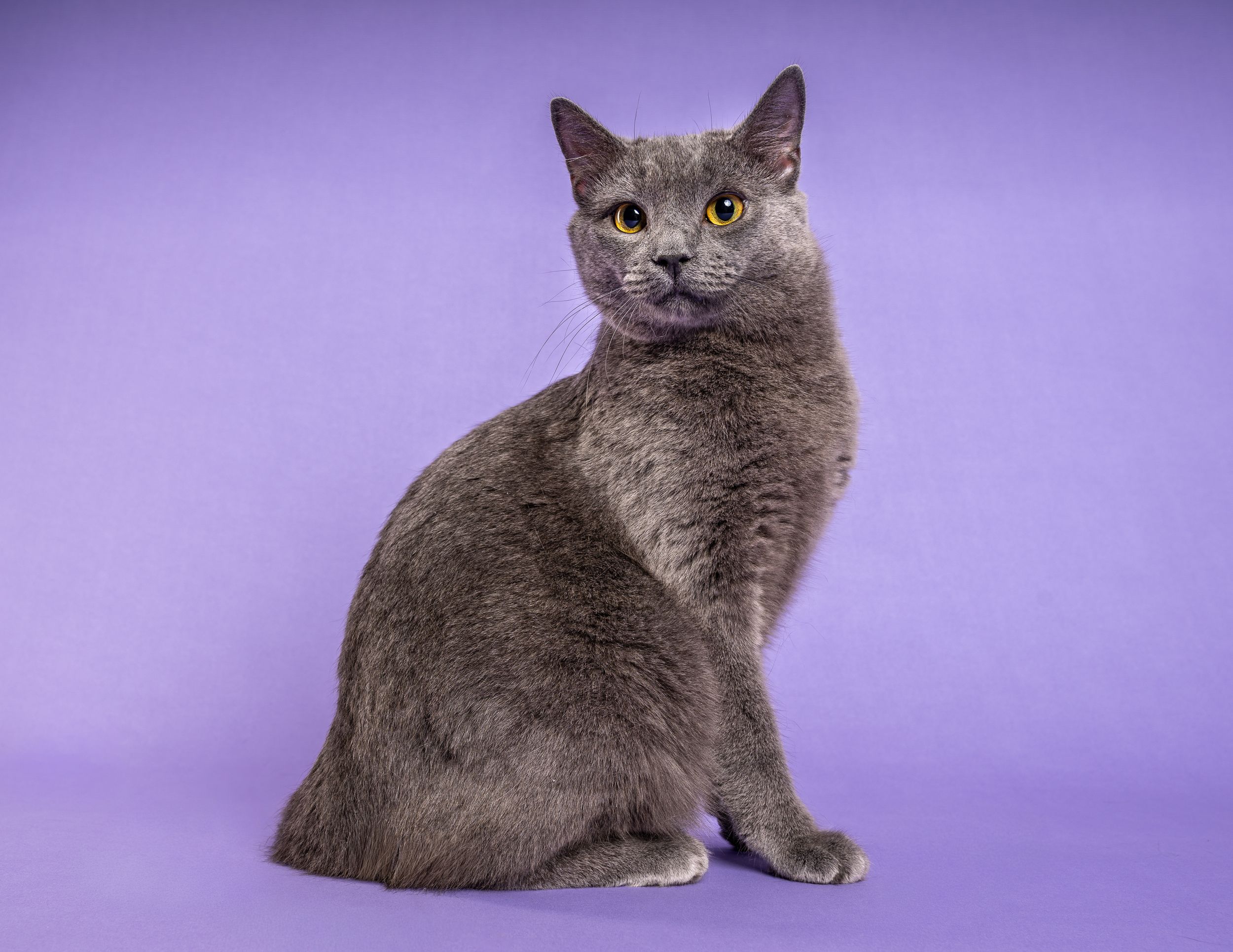 A seated grey cat in front of a purple background