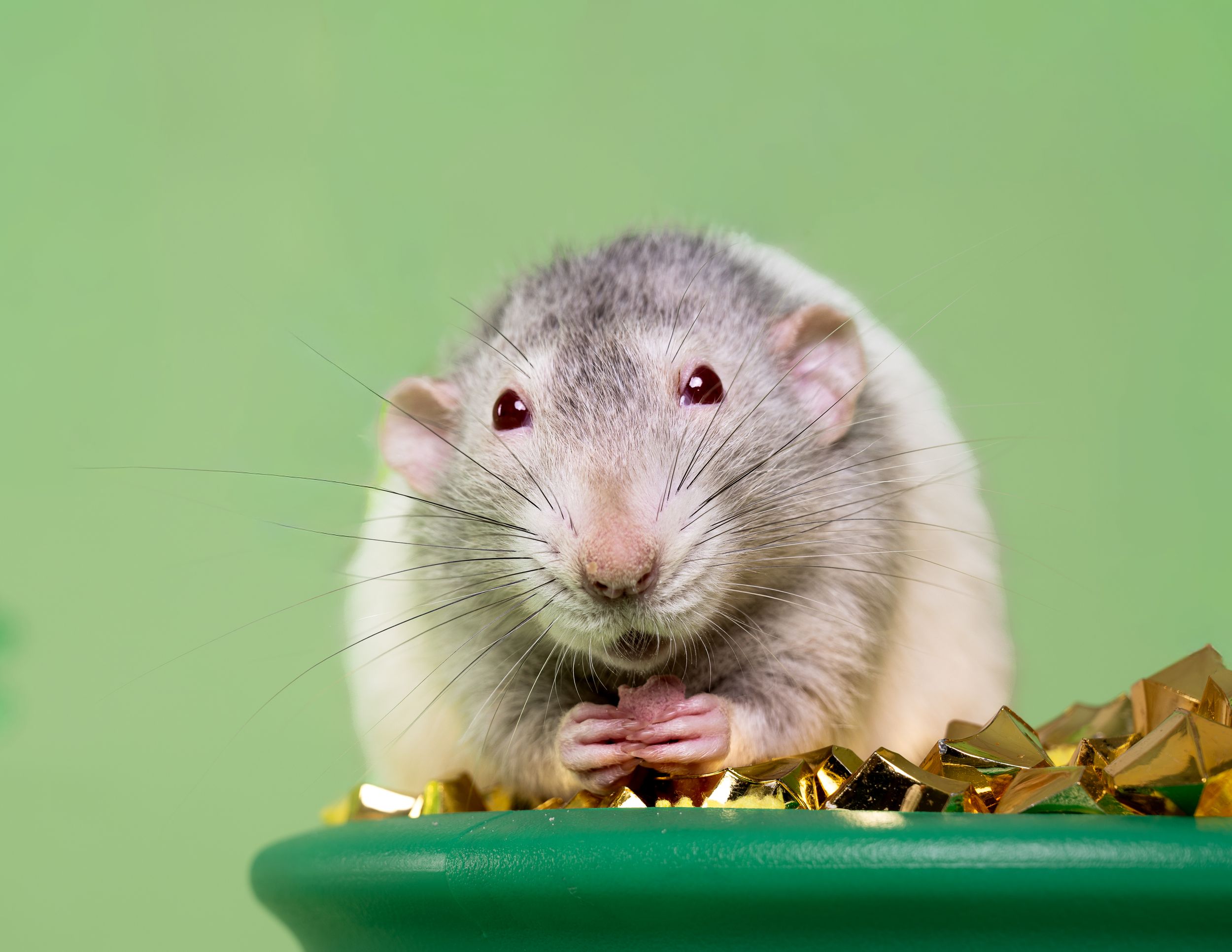 A grey and white rat is eating a treat on top of a pot of gold in front of a green background