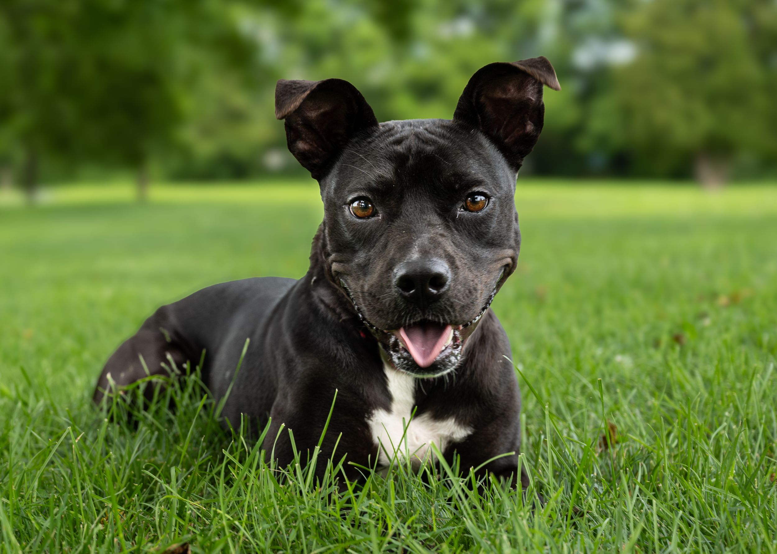 A black dog laying in the grass with its tongue partially sticking out