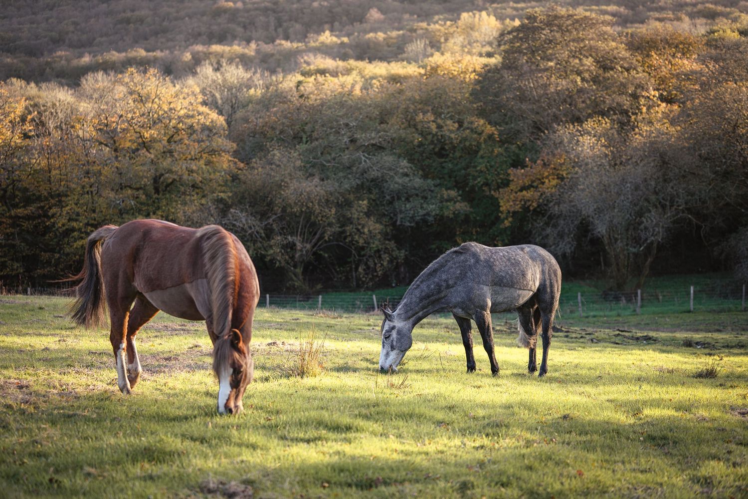 Two horses grazing in a sunlit meadow with trees in the background during golden hour.