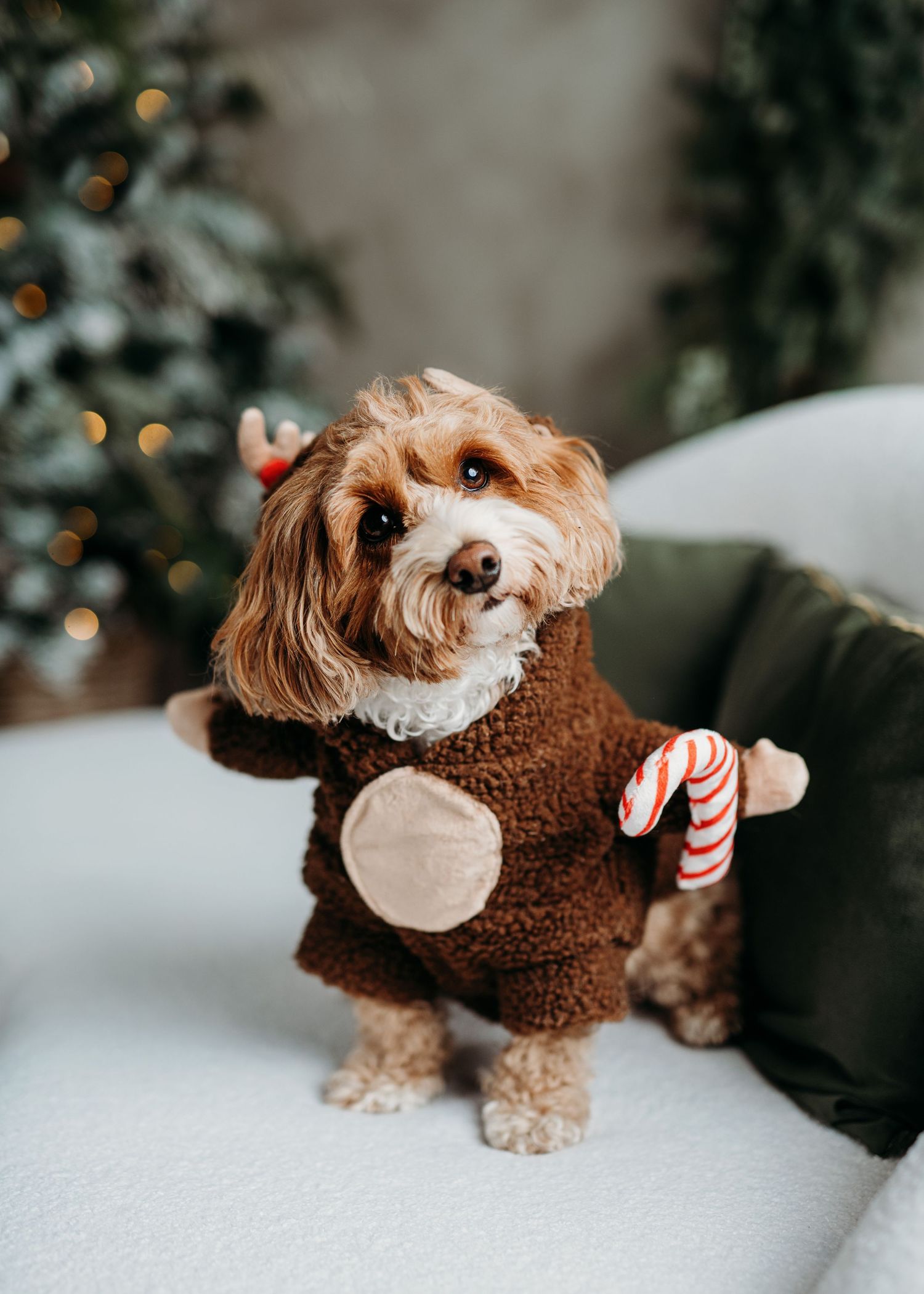 Small fluffy dog wearing a brown teddy bear costume holds a candy cane while posing near a Christmas tree.