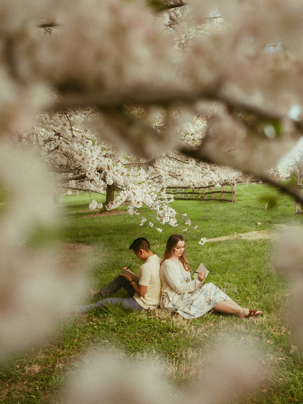 Romantic couple sitting back-to-back reading books under blooming cherry blossom trees on green grass.