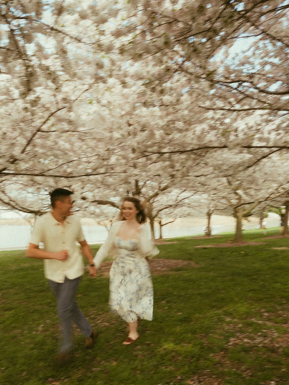 A couple holds hands and runs joyfully under blooming cherry blossom trees on a green lawn in spring.