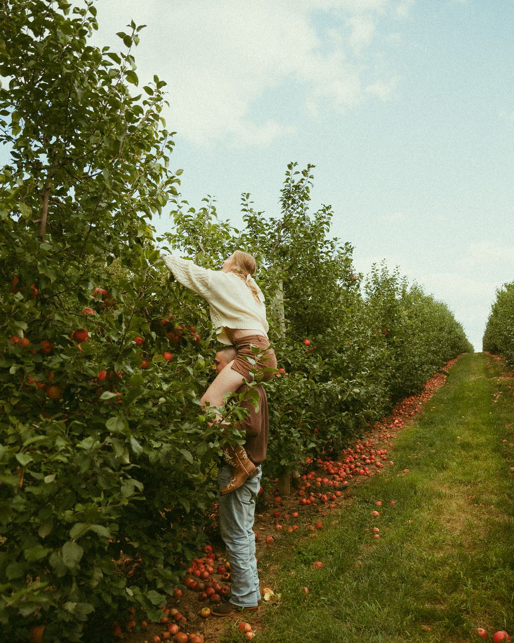 Person picking red apples from trees in a lush orchard row on a sunny day.