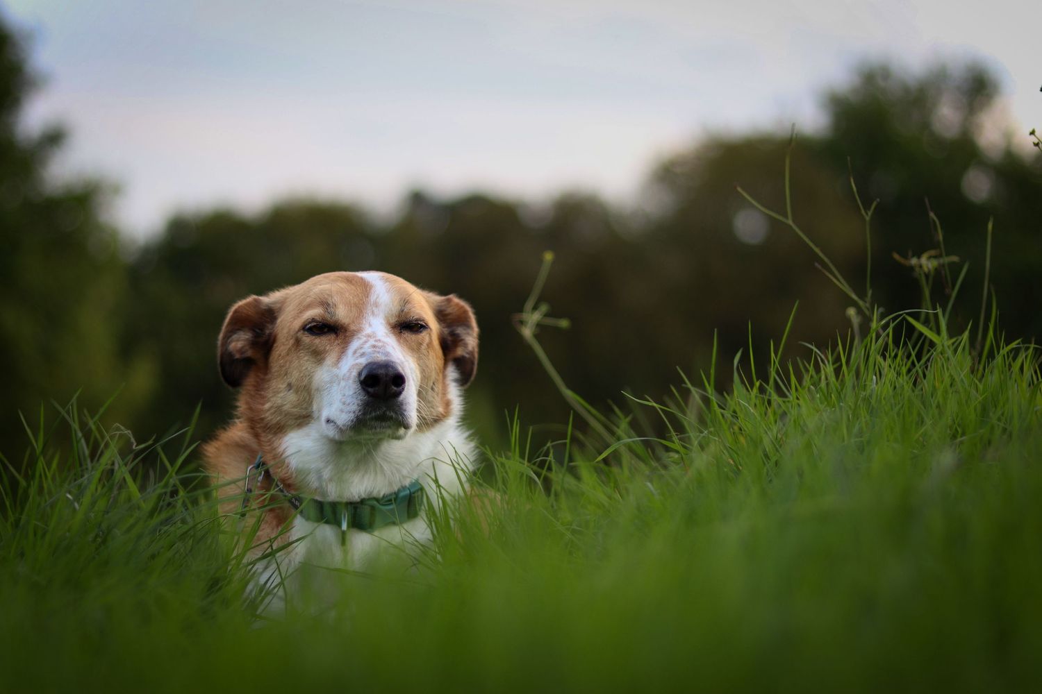 Photograph of a Welsh Sheepdog by Woodland Workbench