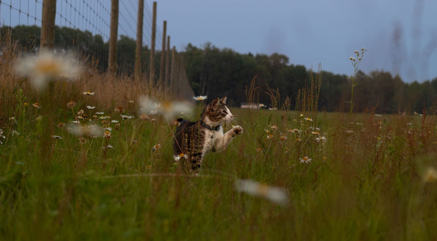 A tabby cat leaps energetically through a wildflower meadow beside a wire fence on a cloudy day.
