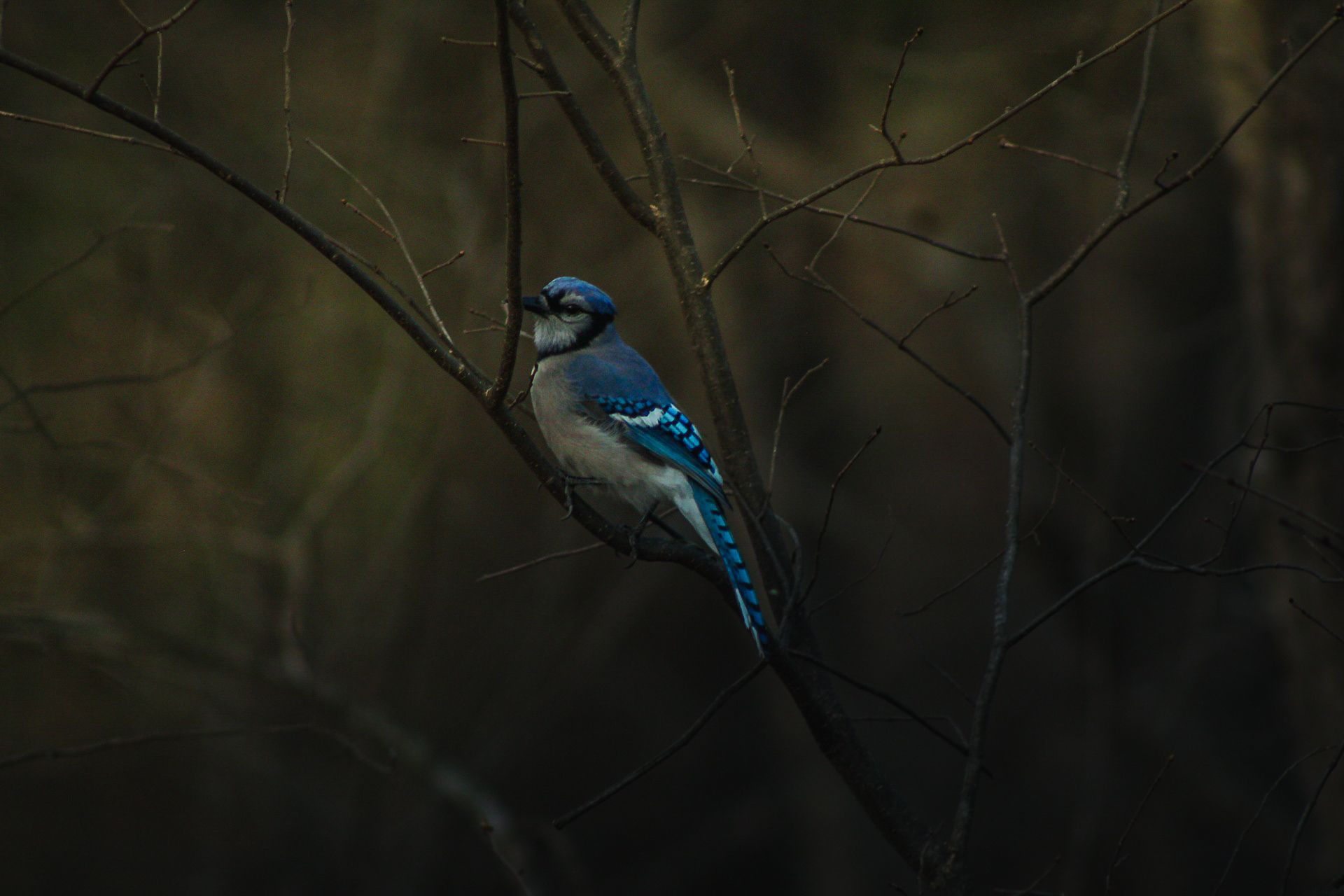 Blue Jay, Wynne