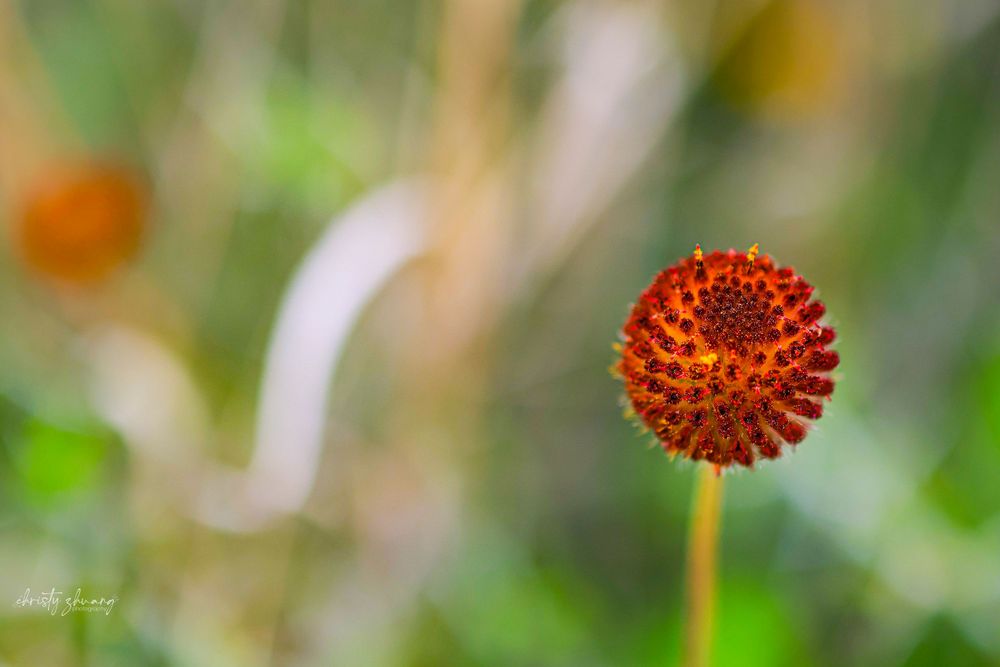 Single orange round spiky flower head in sharp focus against blurred background.