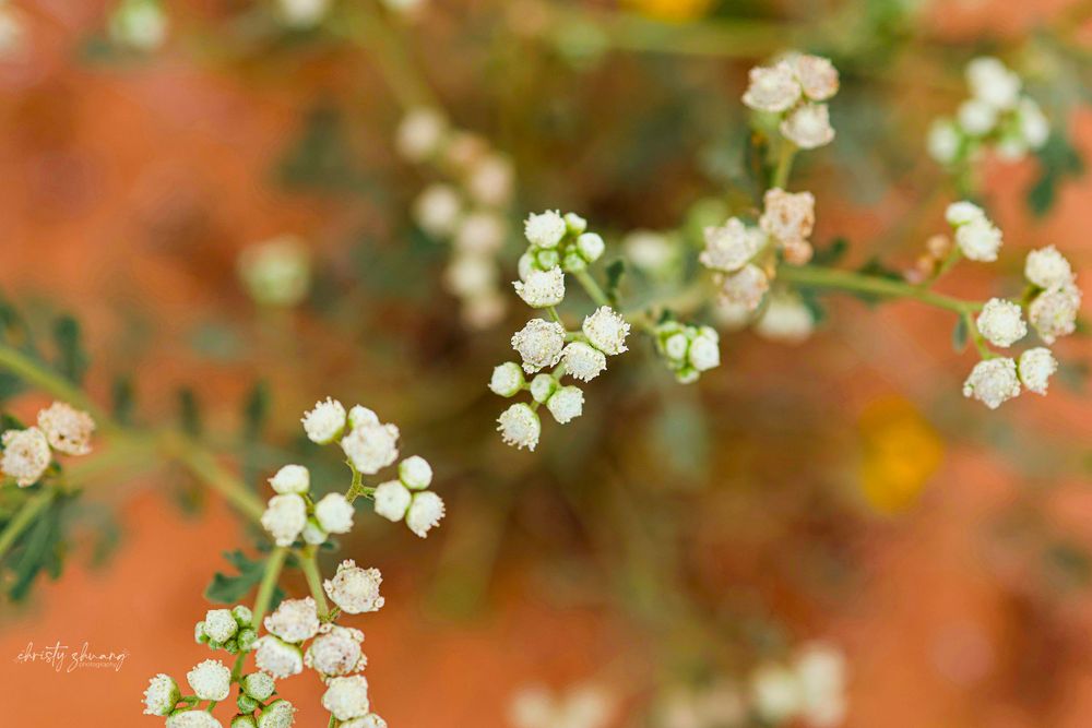 Delicate white baby's breath flowers blooming against a soft orange background.