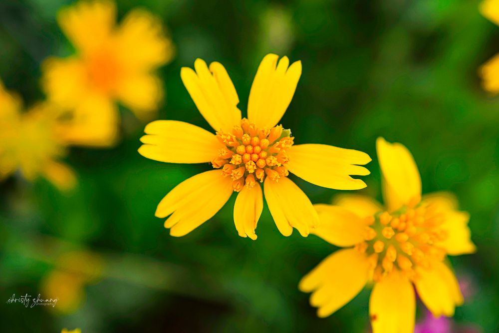 Close-up of bright yellow wildflowers with petals spread against green foliage.