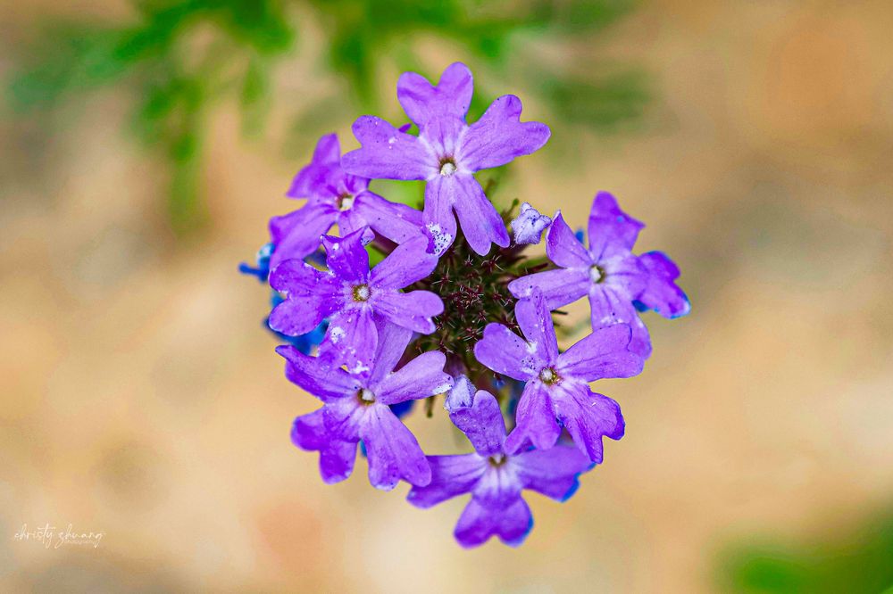 Close-up of a purple verbena flower cluster in full bloom.