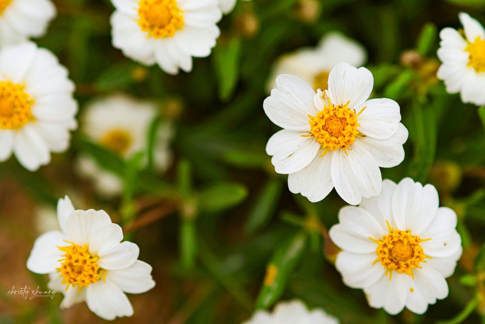 White daisies with bright yellow centers bloom against blurred green foliage in a garden setting.