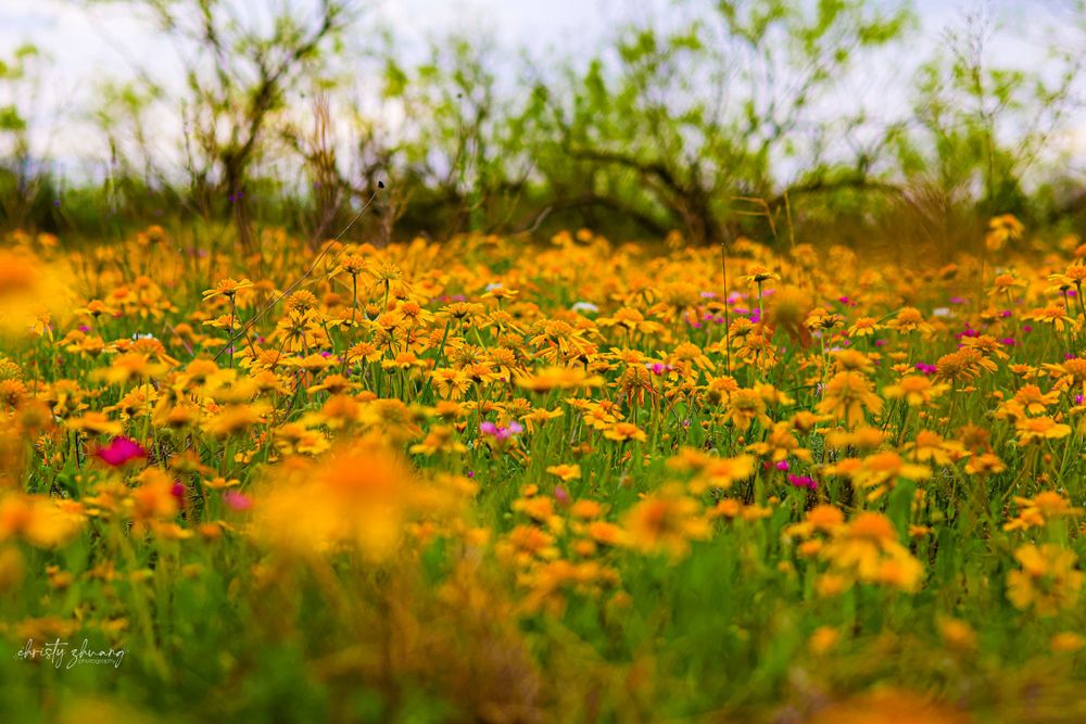 A vibrant field of orange wildflowers stretches into the distance under a soft-focus sky.