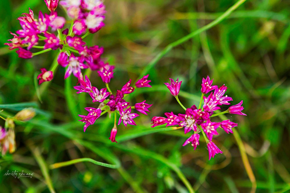 Bright pink wildflowers with delicate branching blooms against a natural green background.