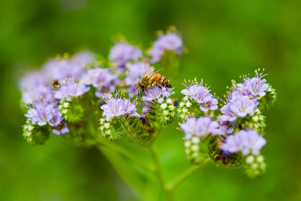 Purple wildflowers with a honey bee collecting nectar against a soft green backdrop.