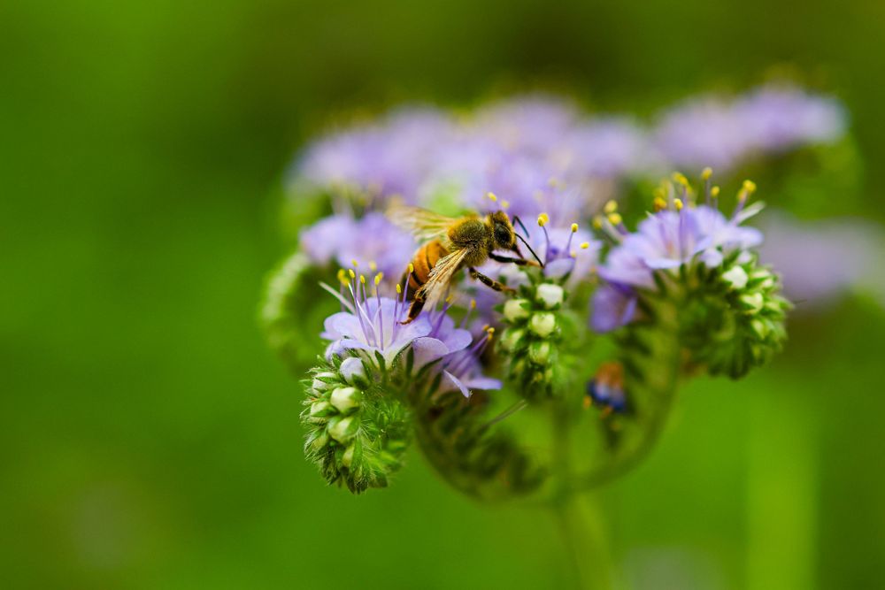 Macro shot of a bee collecting pollen from purple wildflowers in sharp detail.