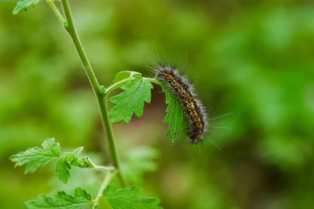Fuzzy caterpillar crawling on a green plant stem with leaves in soft focus.
