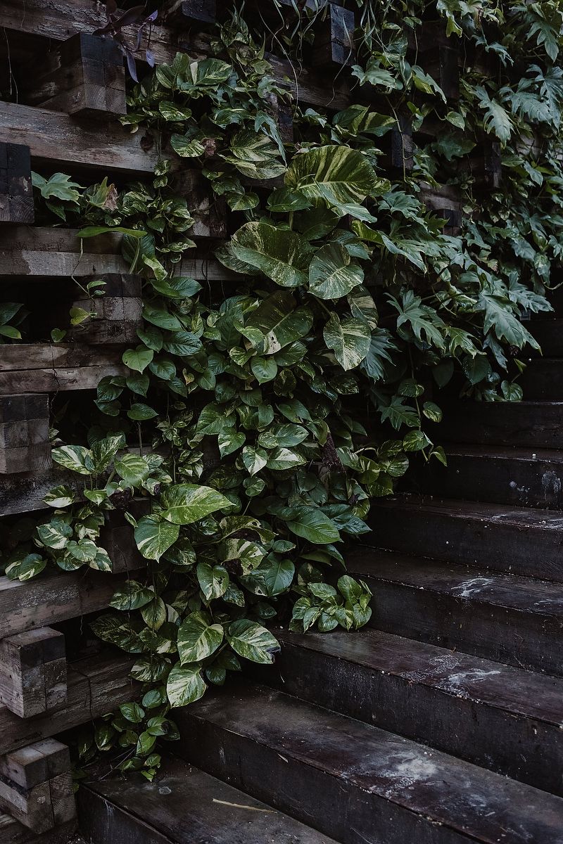 Lush green ivy climbing a rustic dark wooden wall with steps in a tropical garden setting.