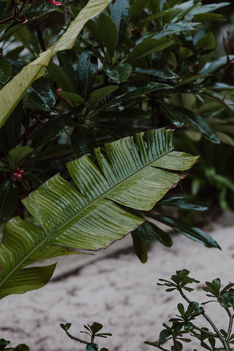 Lush tropical green leaves including a large banana leaf surrounded by dense foliage in a garden setting.