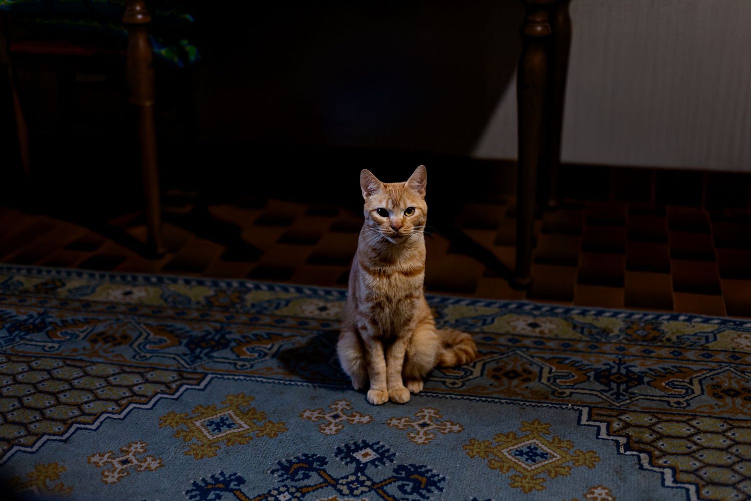 Shooting animal en studio chat roux trop mignon