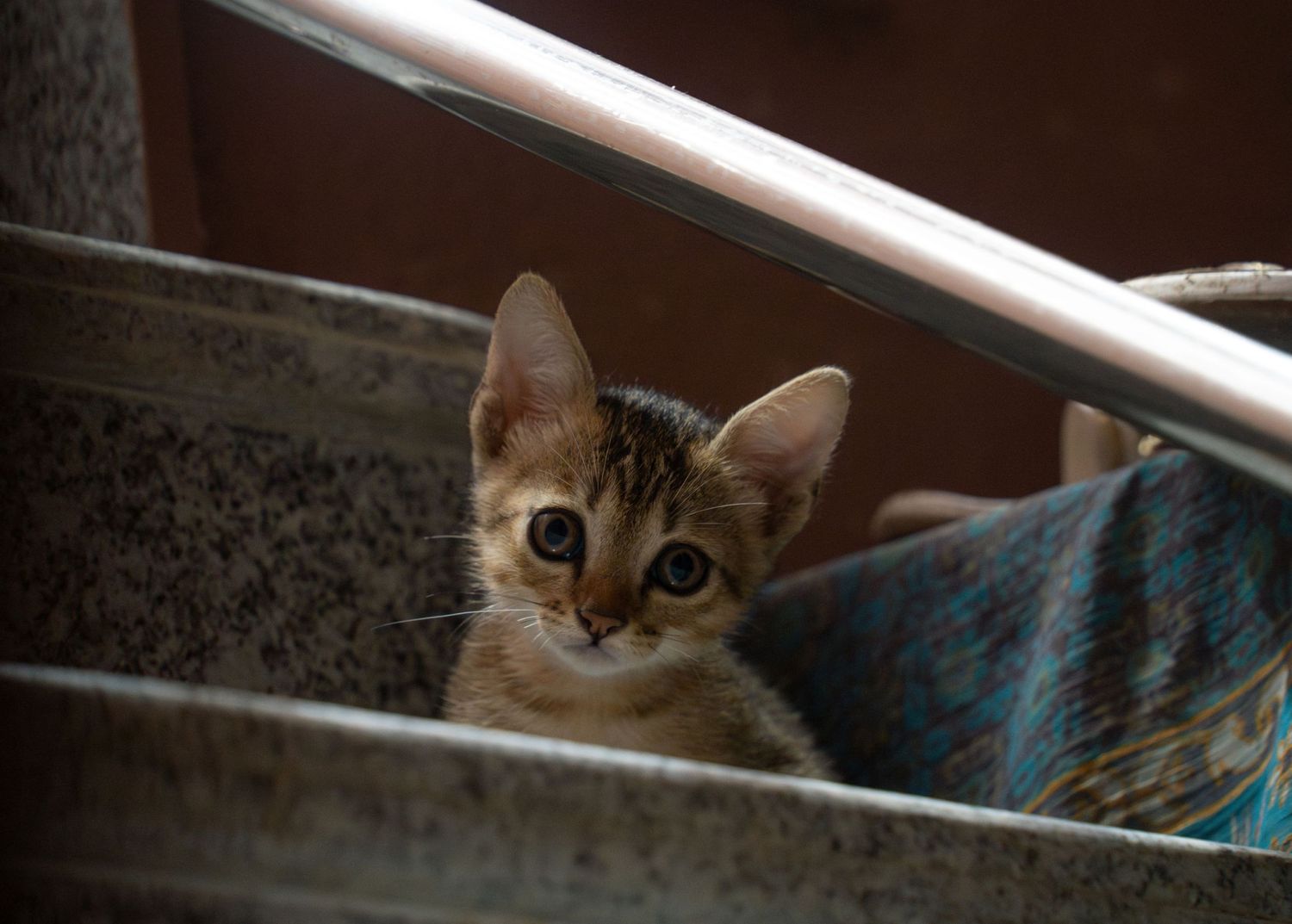 Curious cat peeking out from behind a surface with wide eyes.