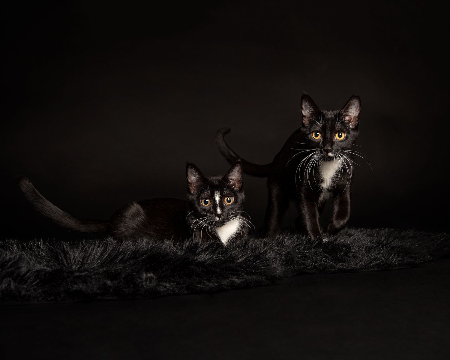 Red Deer Photographer, Dog Photographer Alberta, Studio Portrait, Kittens in the studio on a black backdrop.