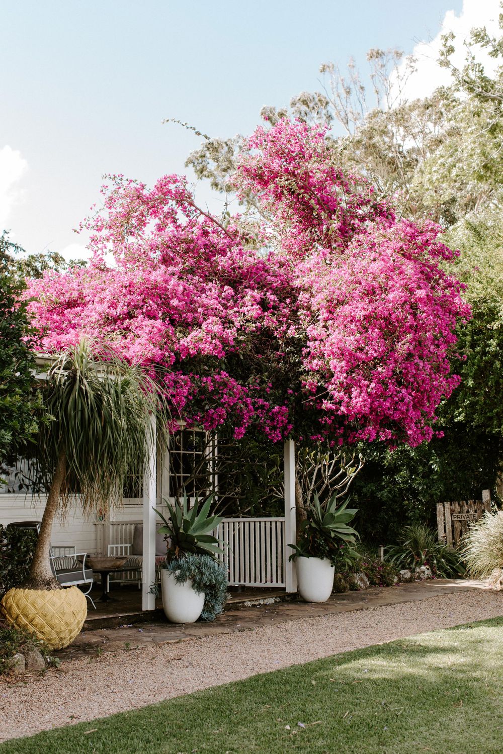 Vibrant pink bougainvillea flowers blooming over a white garden pergola.