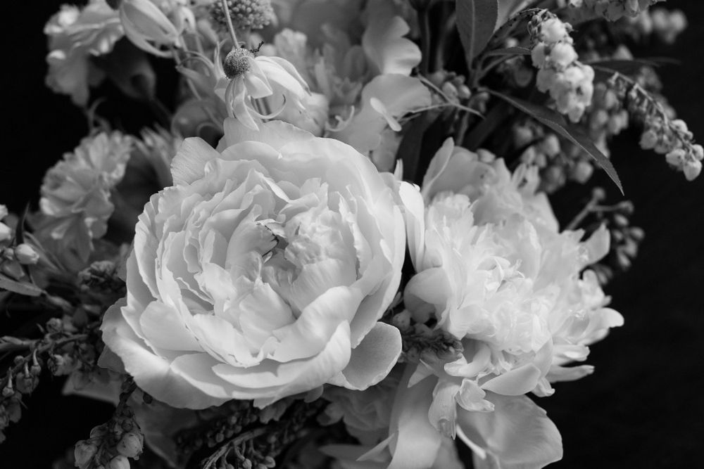 Black and white photograph of luxurious peony flower arrangement with layered petals.