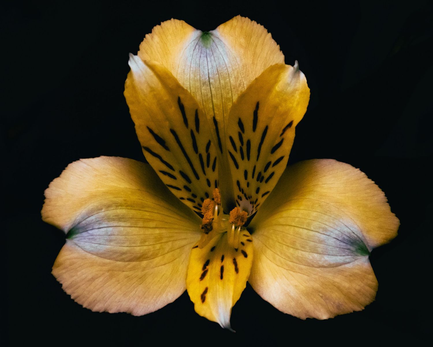 Yellow lily flower blooming against black background with detailed stamen and petals.