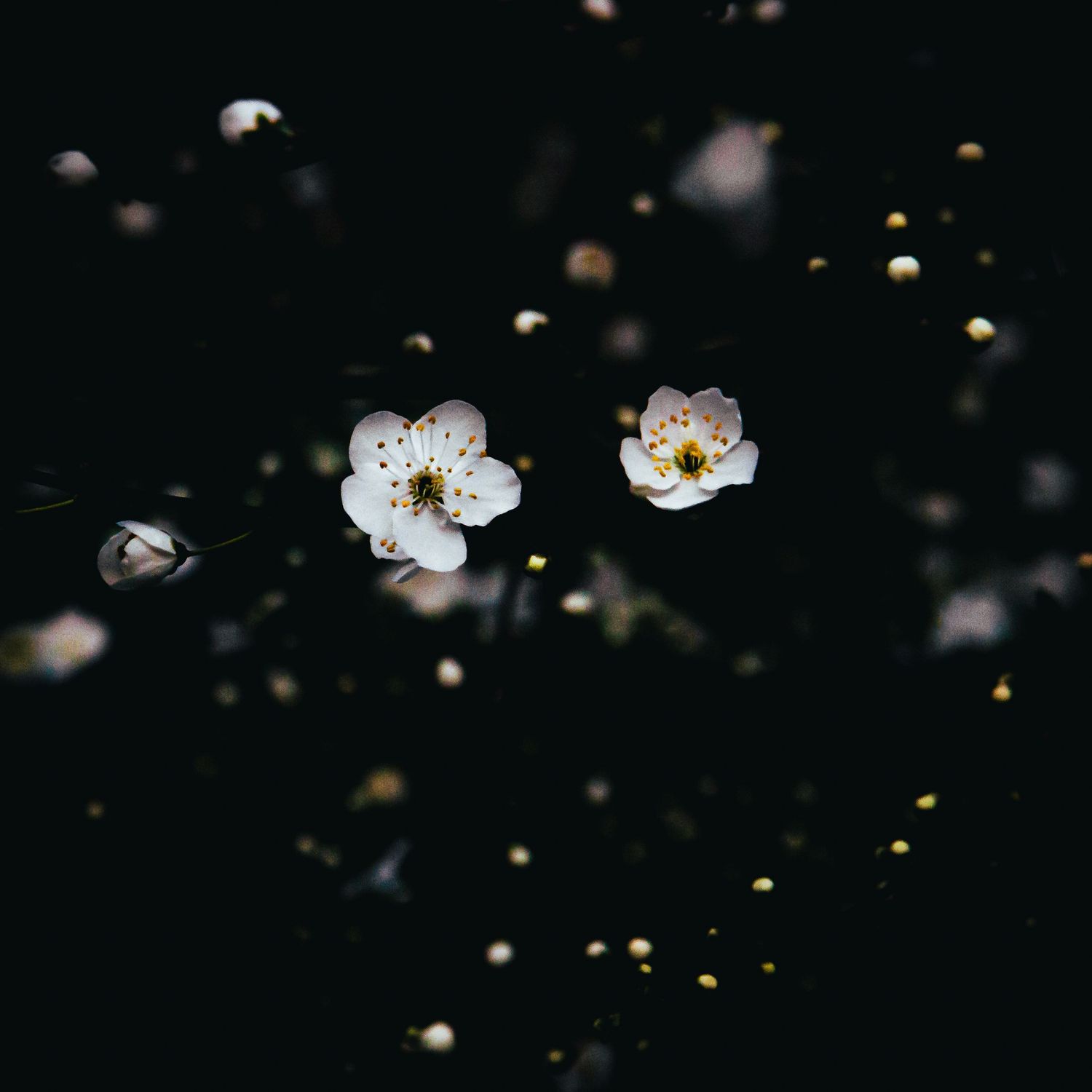 White cherry blossoms floating against dark background with bokeh light effects.