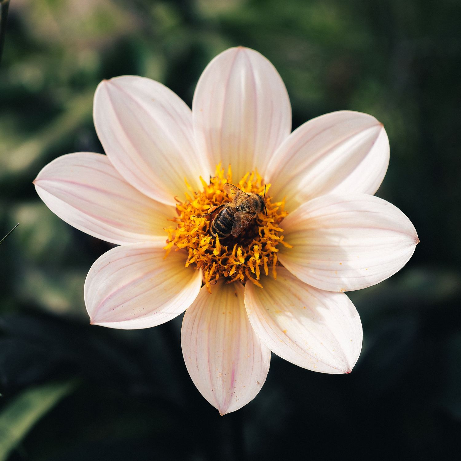 A white dahlia flower with delicate petals and a bee collecting pollen from its yellow center.