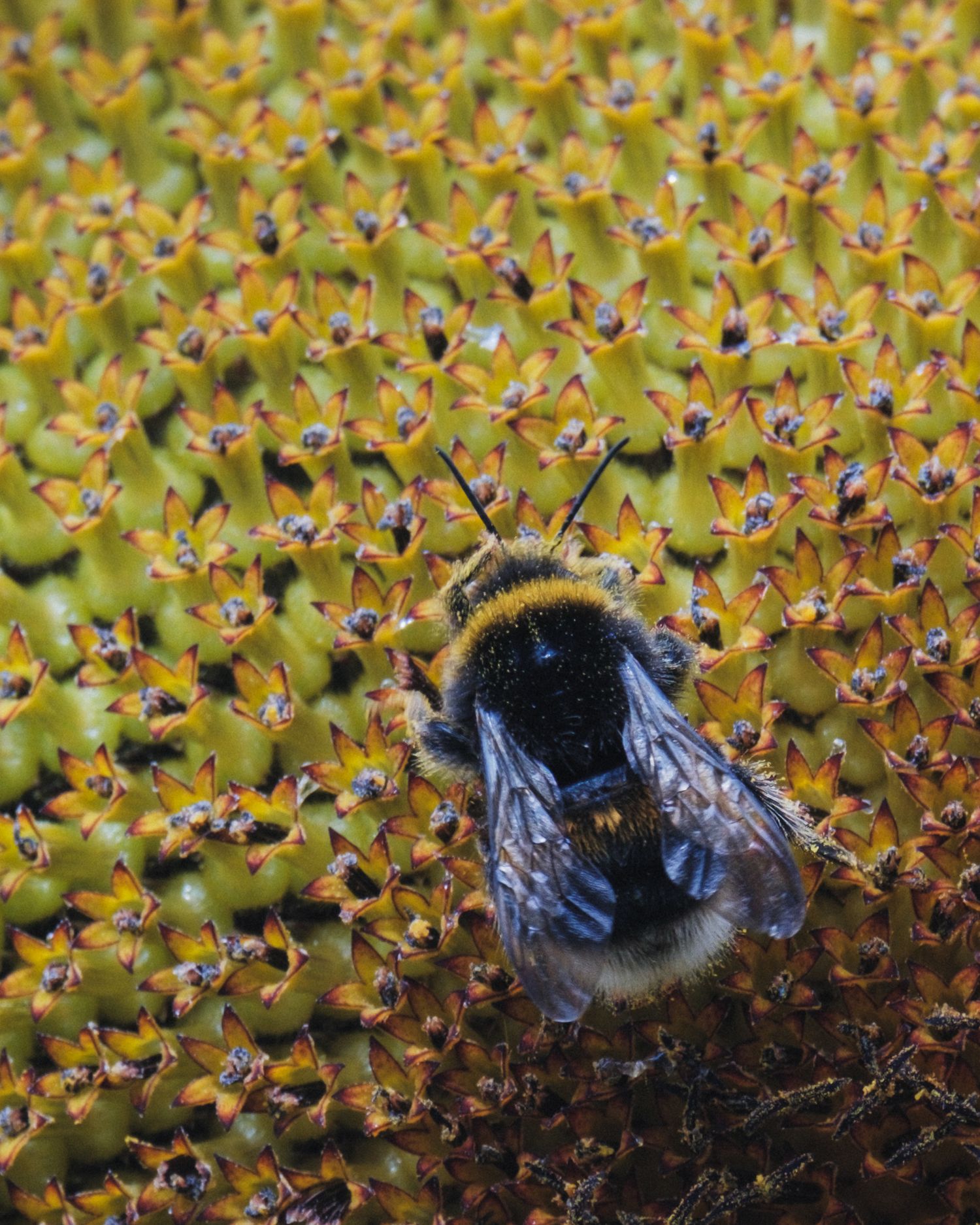 Close-up of a bumblebee collecting pollen from tiny yellow sunflower florets.