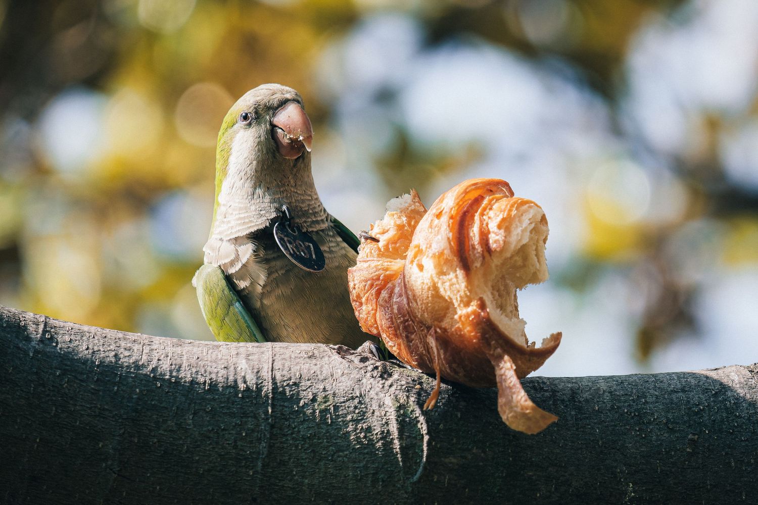 Two colorful parakeets perched together on a branch against a blurred nature background.
