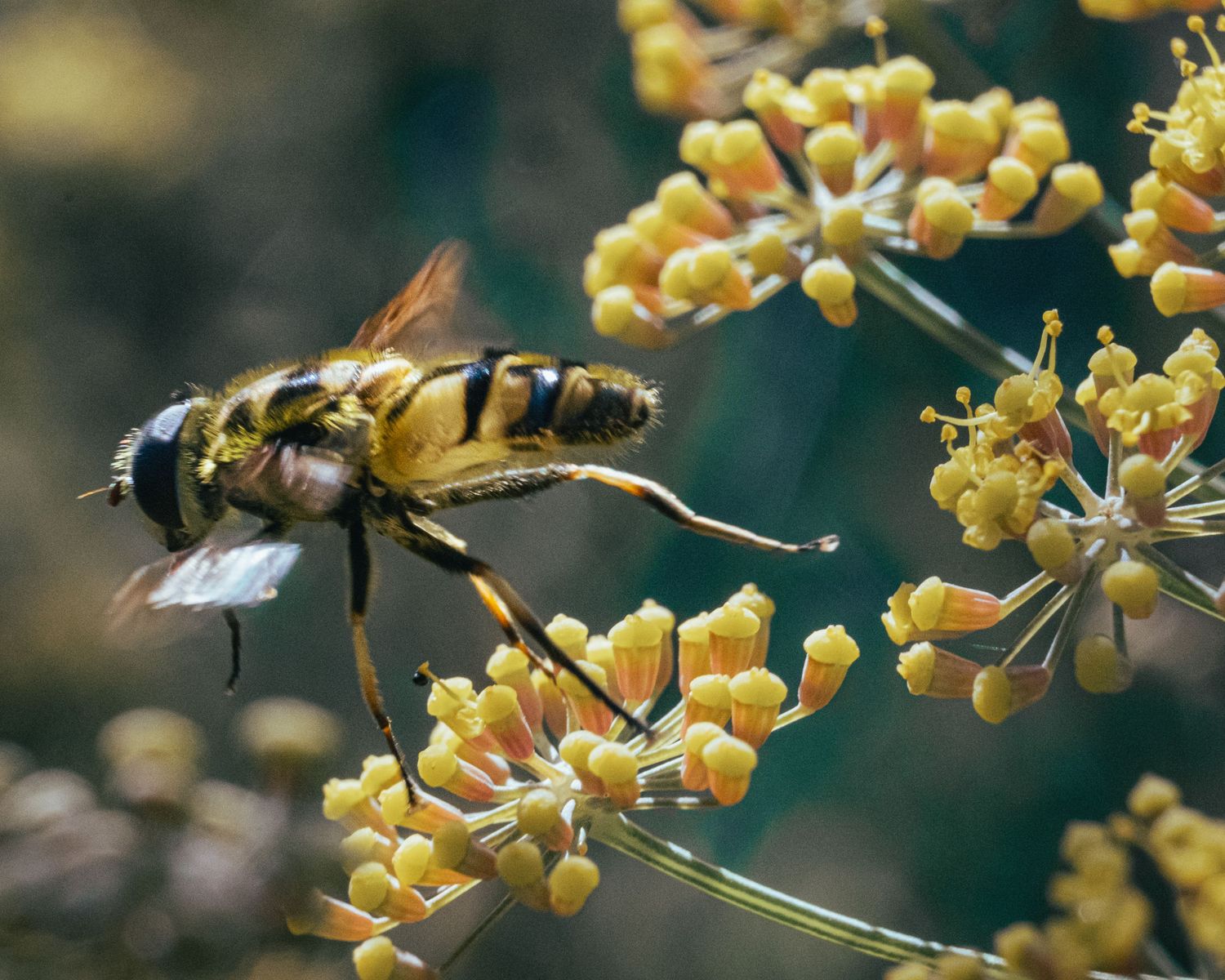 A hover fly feeds on small yellow flowers against a dark background.
