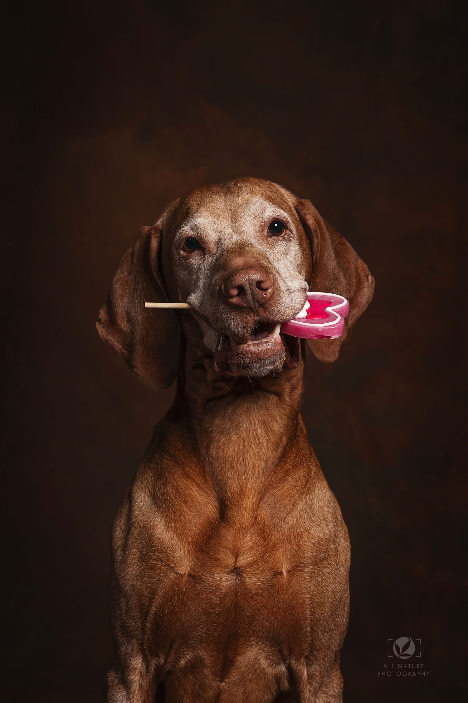 Vizsla dog with lollipop in mouth against dark brown background in studio portrait.
