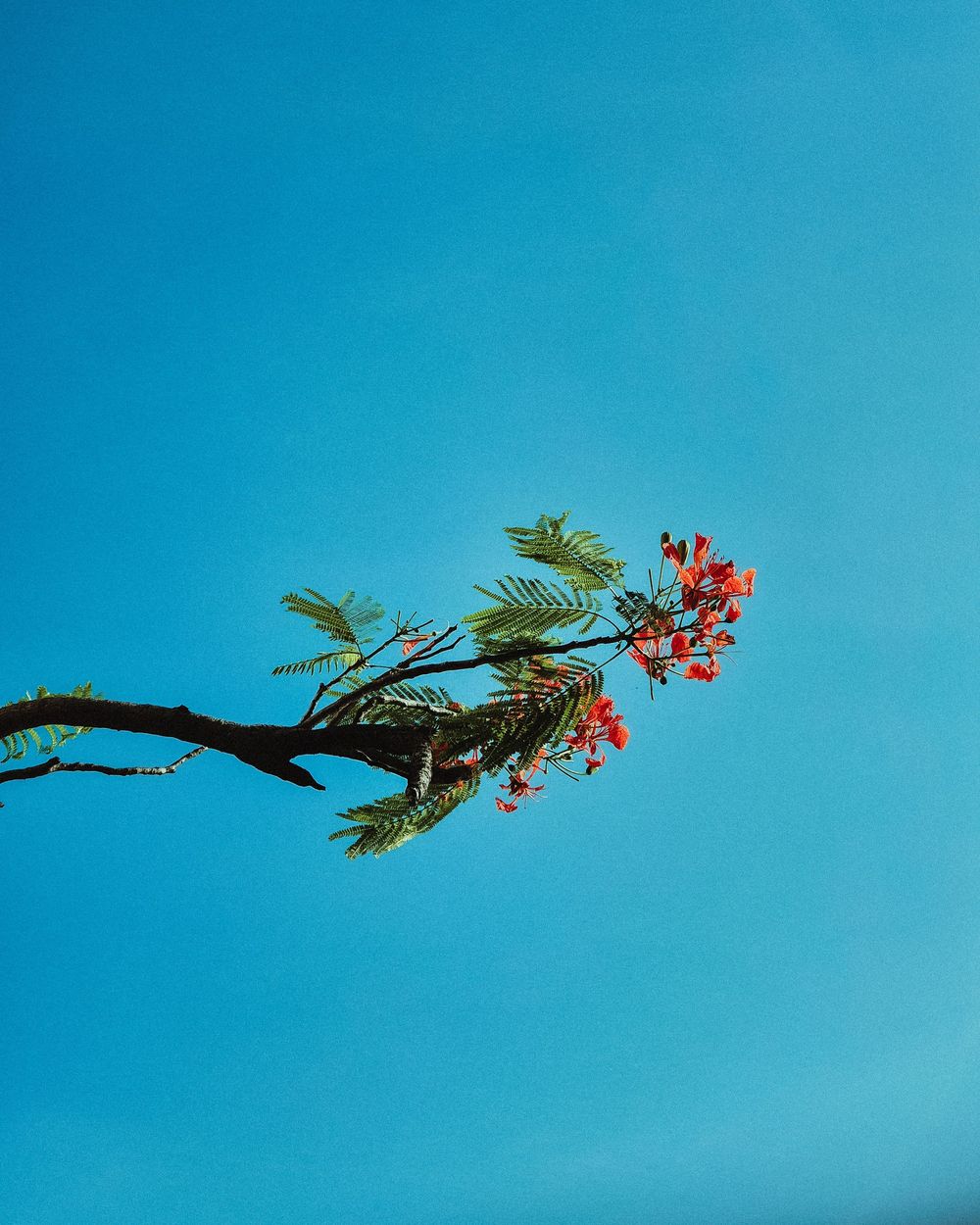 A lone branch with red tropical flowers and green fern-like leaves against a clear bright blue sky.