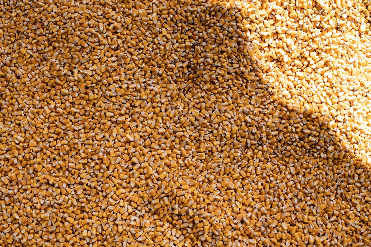 Close-up texture of golden wheat grains spread out creating a natural agricultural background pattern.
